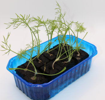 Knollenfenchel (8 Pflanzw&uuml;rfel)