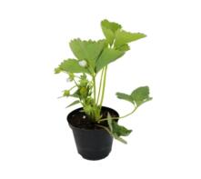Jungpflanze Erdbeere "Korona"