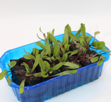 Rote Beete (8Pflanzw&uuml;rfel)