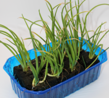 Zwiebel gelb (8Pflanzw&uuml;rfel)