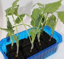 Kohlrabi gr&uuml;n (8 Pflanzw&uuml;rfel)