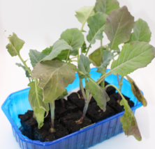 Brokkoli (8 Pflanzw&uuml;rfel)