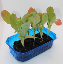 Blumenkohl (8 Pflanzw&uuml;rfel)