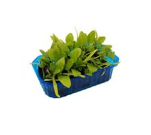 Spinat (8 Pflanzw&uuml;rfel)