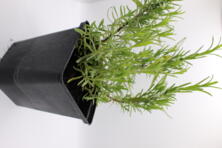 Jungpflanze Lavendel (im Topf)