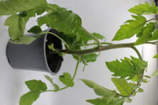 Jungpflanze Tomate Harzfeuer F1