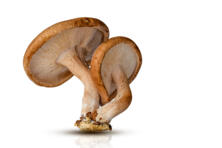 Shiitake