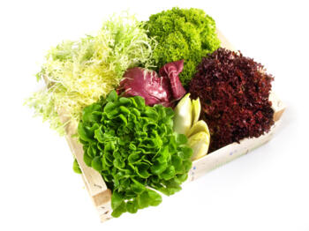 *Salat der Woche