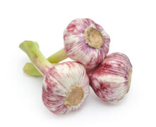 Frischer Knoblauch
