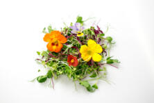 Sommerbl&uuml;tensalat (Hof Medewege)