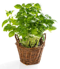 Topf Basilikum