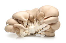 Austernpilze