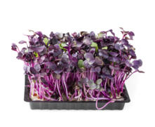 Rote Kresse in Schale